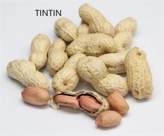 Healthy, 100% Natural Roasted Peanut in Shell