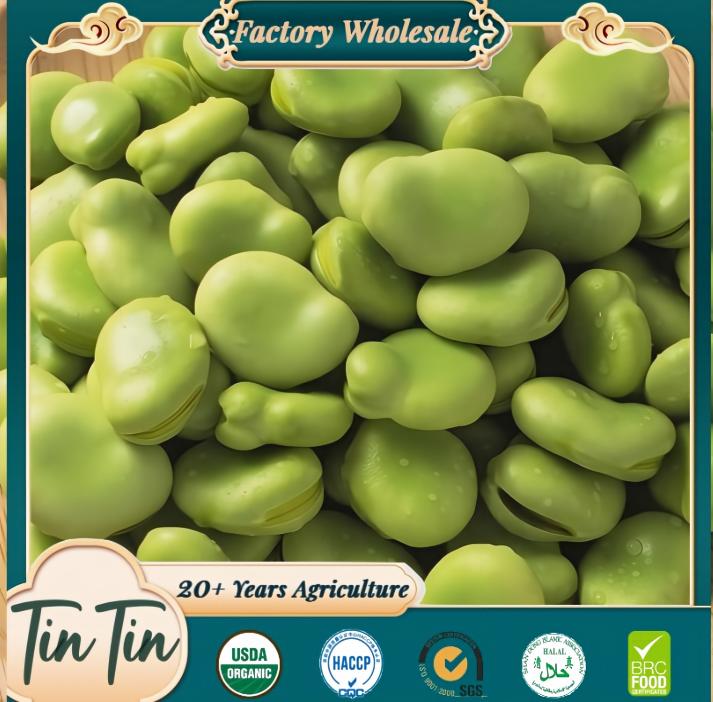 New Season Fresh Broad Bean