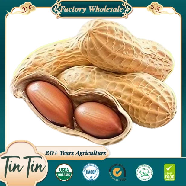 Premium In-shell Peanuts- Plump And Natural