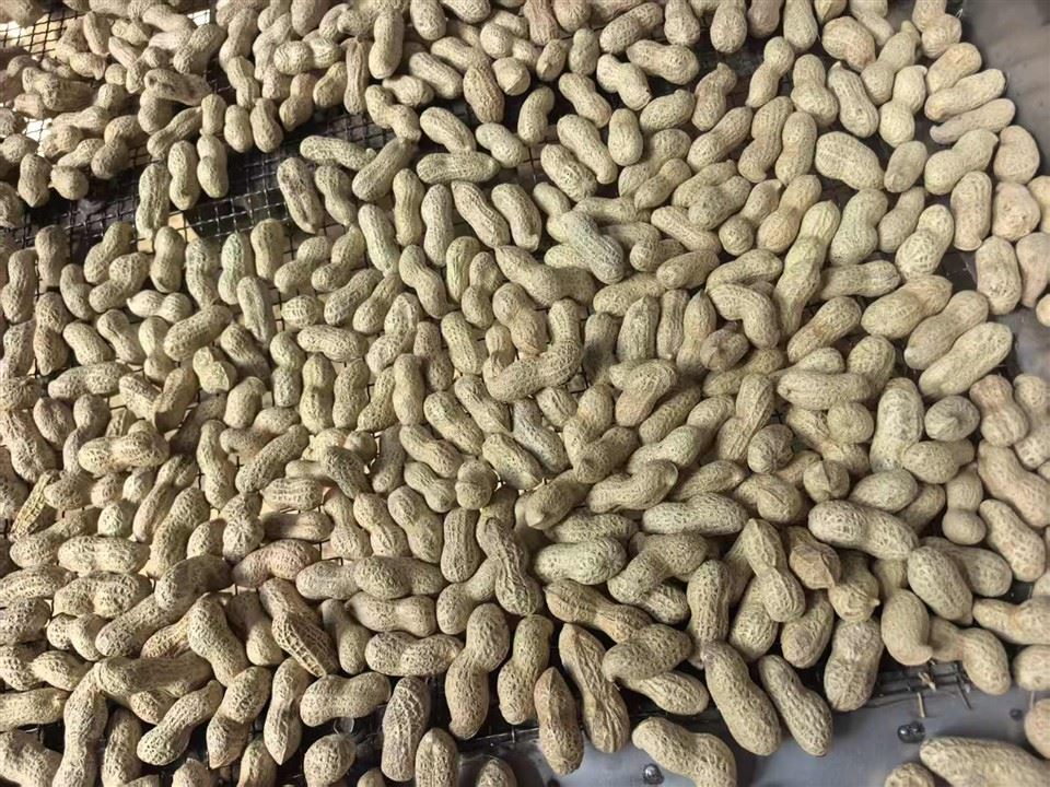 Roasted In Shell Peanuts