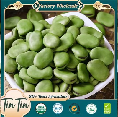 Quality Broad Beans From Trusted Source