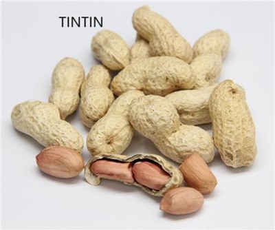 Wholesale 100% Natural And Outstanding Quality Chinese Roasted Peanut in Shell